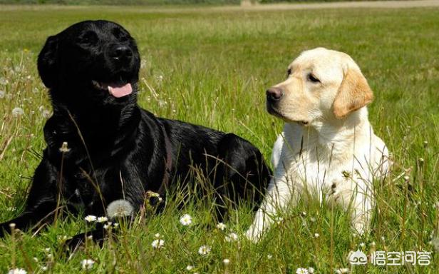 下司犬怎么看纯不纯:我国纯种的下司犬和虎斑犬还有多少只？为什么不是特别普及的呢？