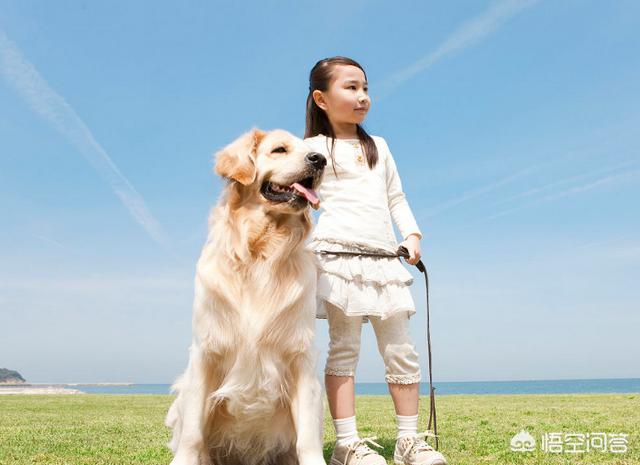 纯金毛狗的:血统纯正的金毛和普通的金毛，这两种金毛的区别是什么？
