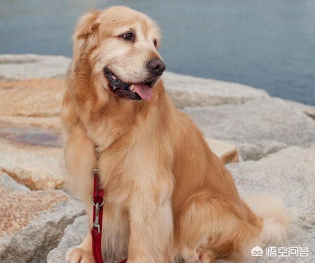 纯金毛狗的:血统纯正的金毛和普通的金毛，这两种金毛的区别是什么？