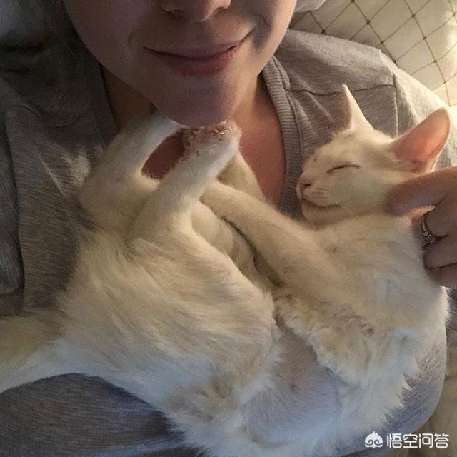 公猫母猫:公猫和母猫，哪个更粘自己的主人？为什么？