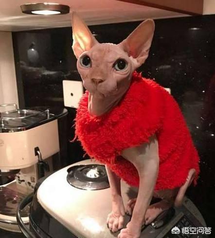 无毛猫纯种价格:无毛猫是一种怎样的存在？
