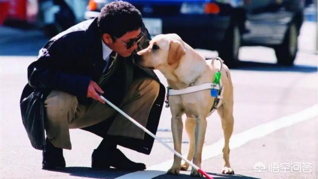 导盲犬品种:哪些品种的狗可以成为导盲犬？