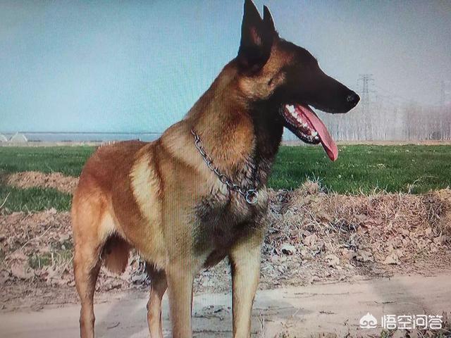新疆马里努阿犬犬舍:新疆棉花质量好 公狗和母狗的区别是什么？养哪个比较好？