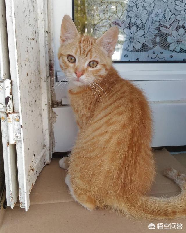 小野猫驯养手册在线:刚捡了一只小流浪猫，求教，怎么养啊？