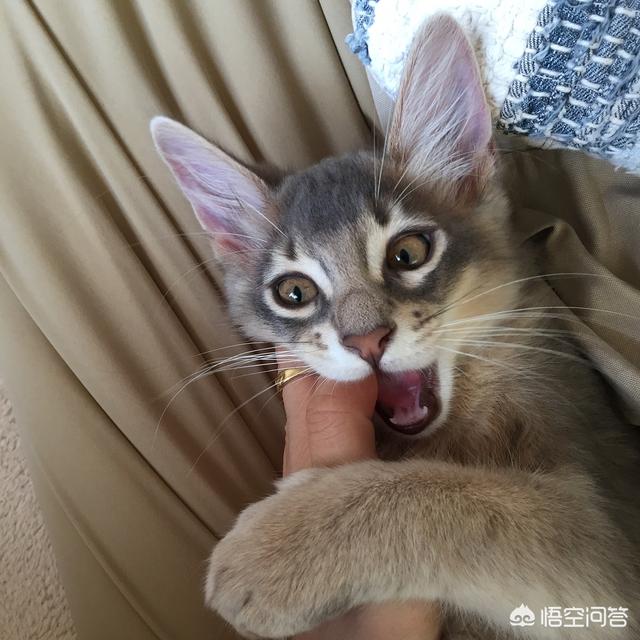 小野猫驯养手册在线:刚捡了一只小流浪猫，求教，怎么养啊？