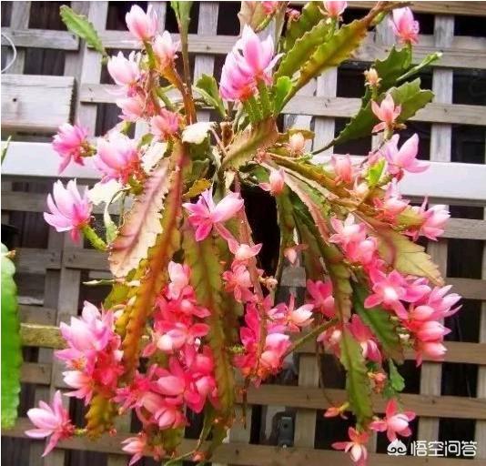 令箭荷花花芽:盆栽种植令箭荷花，需要注意什么？