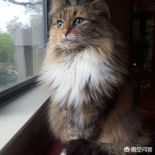 斯芬克斯猫价格:猫总掉毛，吃点什么比较好？