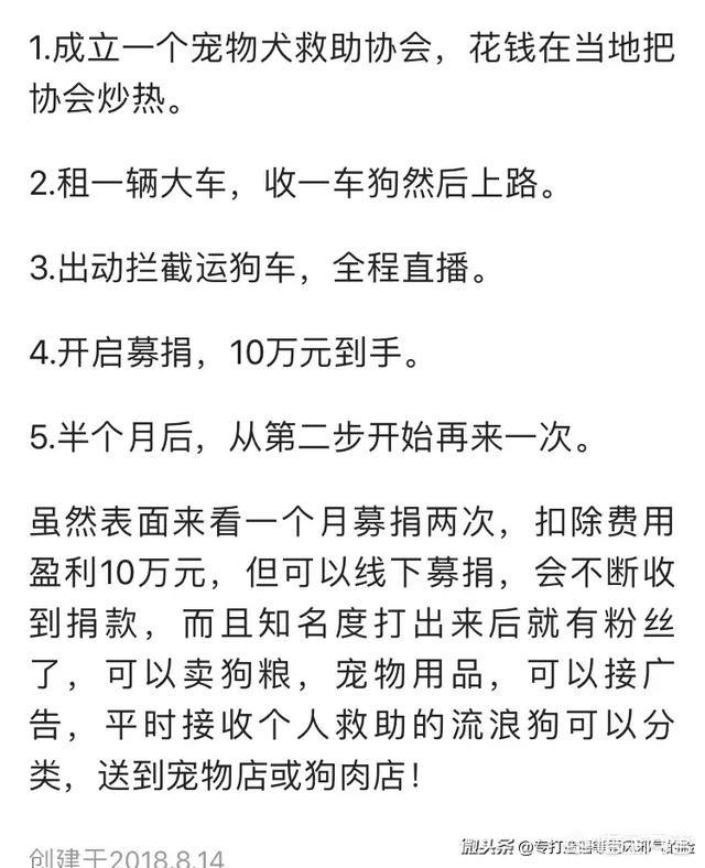 现收养400只流浪狗:为什么社会上有人卖房省吃省喝也要收养流浪狗？