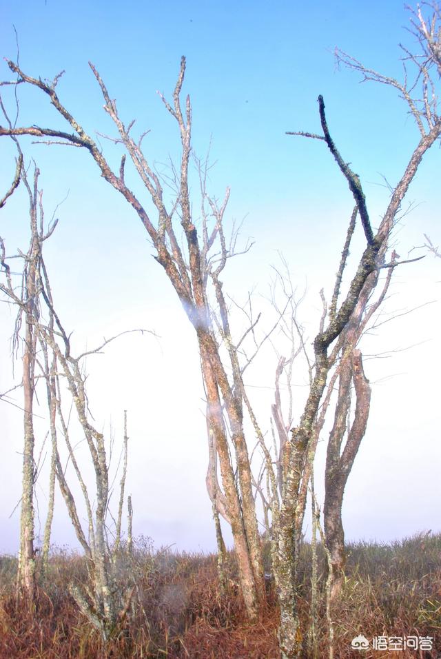 神农架穿越死了多少人，神农架发现“驴头狼”，早已灭绝50万年的生物，为何又突然出现