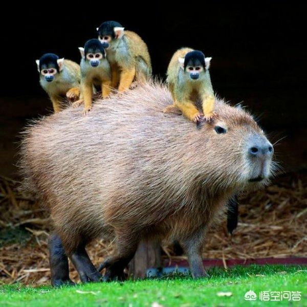 牛奶蛇蛇图片大全:十二生肖为了金钱会迷失本性吗？