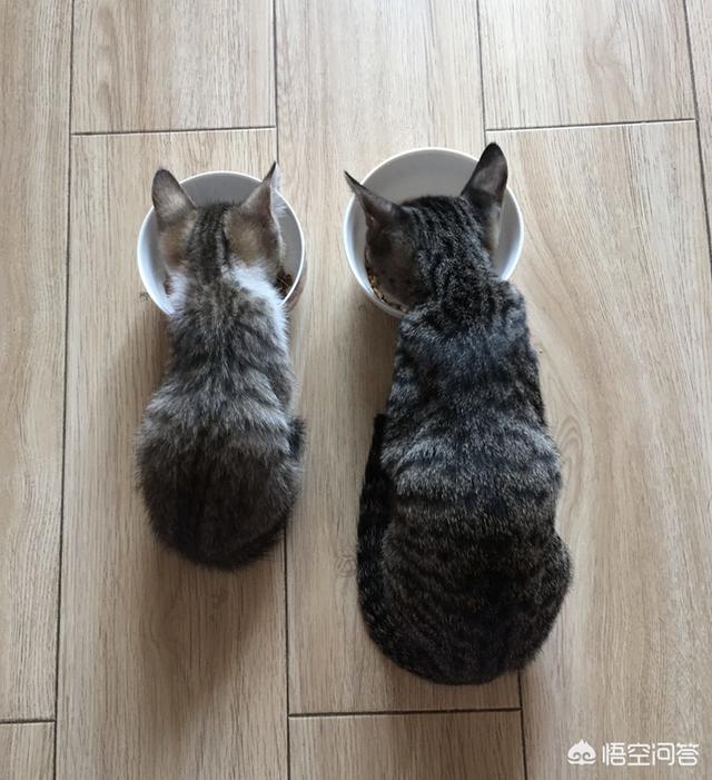 连云港宠物店橘猫:为什么越来越多人喜欢养橘猫？