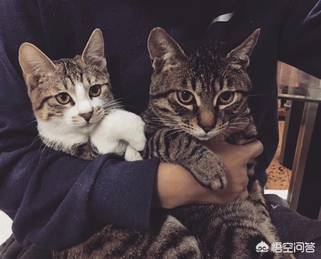 连云港宠物店橘猫:为什么越来越多人喜欢养橘猫？