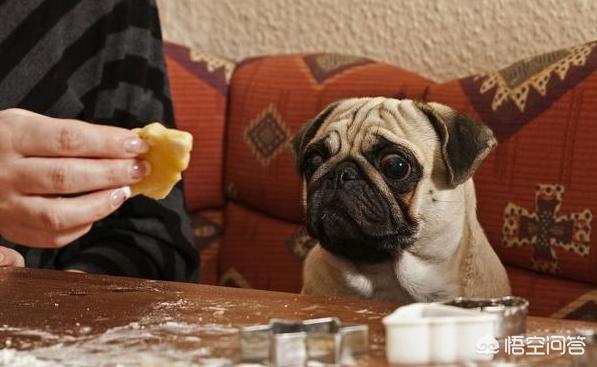 南京巴哥犬论坛:巴哥犬不爱吃狗粮应该怎么办？