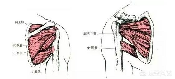 肩袖损伤是怎么引起的，肩袖损伤不是很严重，该怎么治疗