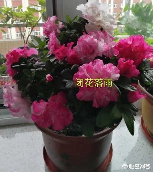 杜鹃花如何养？插图84