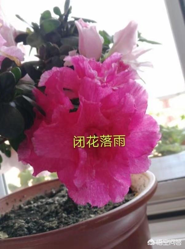 杜鹃花如何养？插图91