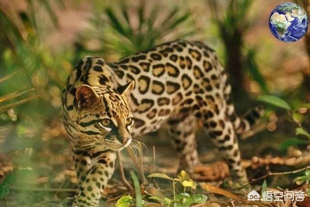野生豹猫一只卖多少钱:两只狸花猫打得过一只野生的豹猫吗？为什么？
