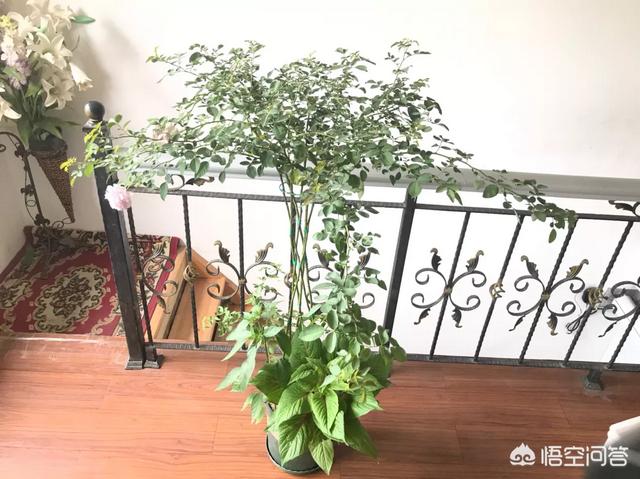 欧洲月季花品种介绍:月季花品种介绍大全 这是什么品种藤本欧洲月季？