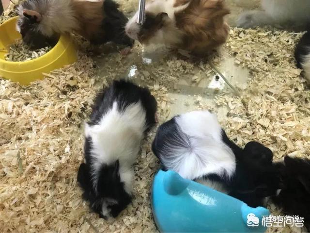 北京花鸟虫鱼网:在北京哪个花鸟鱼虫市场比较好？ 北京花鸟鱼虫市场