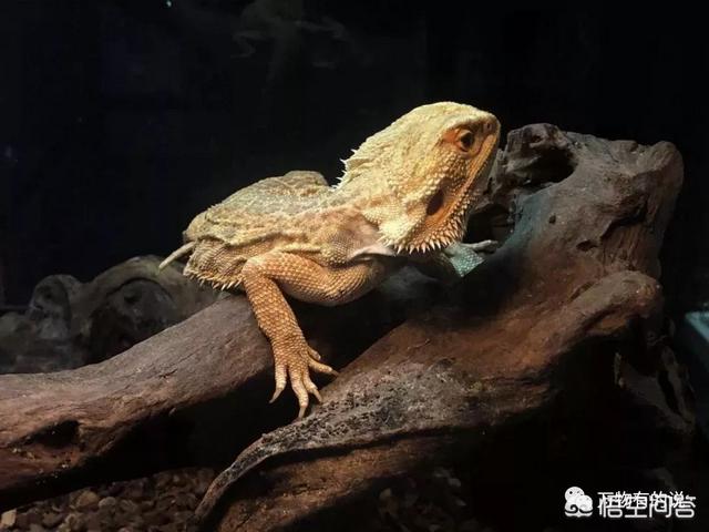 北京花鸟虫鱼网:在北京哪个花鸟鱼虫市场比较好？ 北京花鸟鱼虫市场