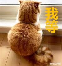 怎么确定猫咪认主人了:猫咪是怎么分辨主人和陌生人的
