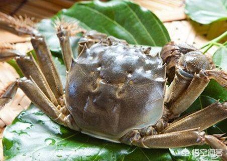 哪种螃蟹肉质鲜产肉率还高，你认为是梭子蟹好吃还是大闸蟹好吃
