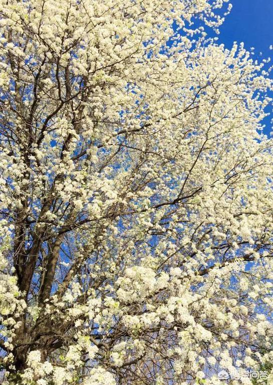 春庭雪歌词意思是什么,如何解析《棠梨煎雪》的歌词？