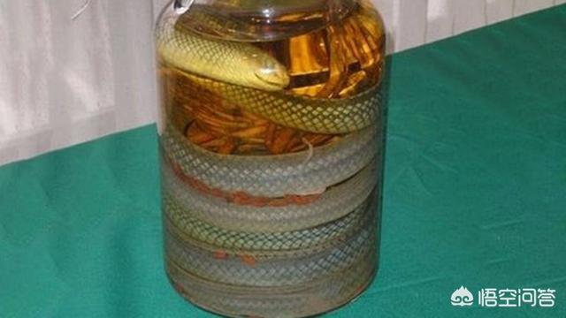 毒蛇泡酒咬人:为什么拿蛇泡酒还会有蛇不死的可能啊
