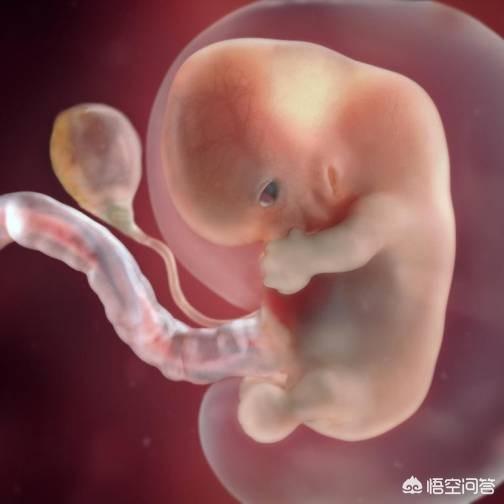 怀孕两个多月时，胎儿长什么样？