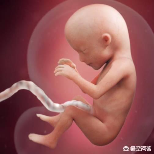 怀孕两个多月时，胎儿长什么样？
