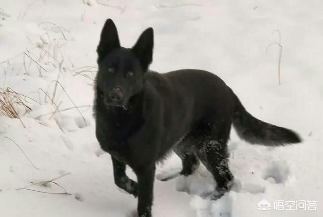 边境牧羊犬的图片上传:边境牧羊犬和德国牧羊犬相比，哪个更聪明一点？为什么？