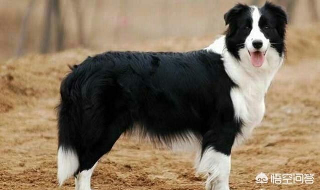 德国牧羊犬与边境牧羊犬性格差异:边境牧羊犬和德国牧羊犬相比，哪个更聪明一点？为什么？ 边境牧羊犬特点和性格特征