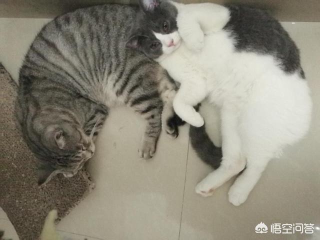 猫主食罐:猫咪不吃主食罐头怎么办？