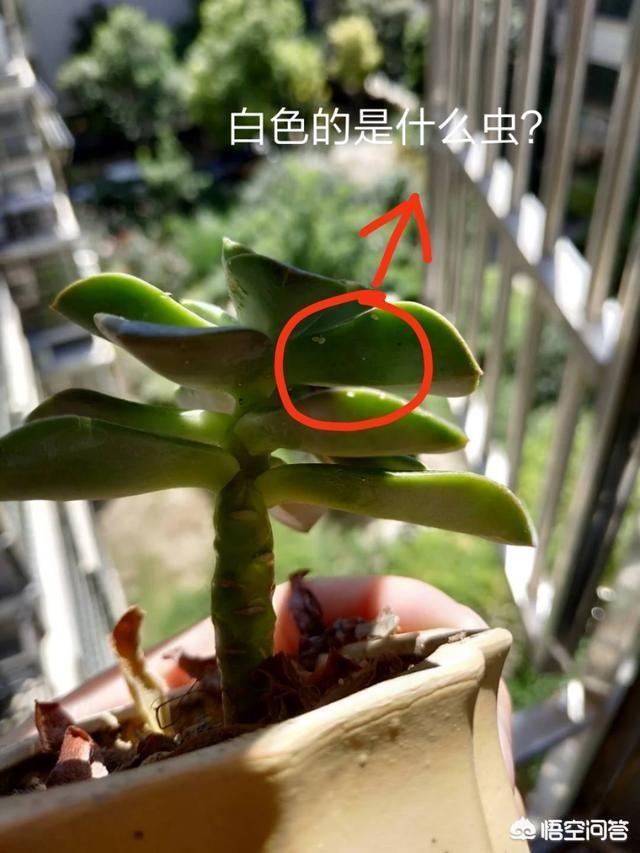 头条问答 多肉植物上长的白色虫子是什么虫 应该如何去除 10个回答
