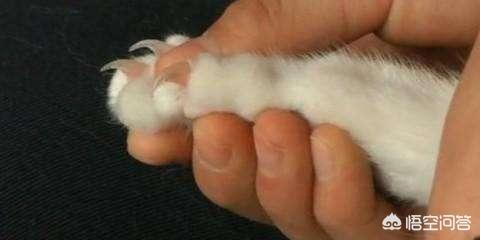猫爪子:猫爪子图片 如何正确修剪猫咪的爪子？