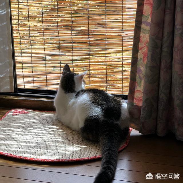 还是养非纯种猫好呢:第一次养猫，养小猫好还是成猫好？