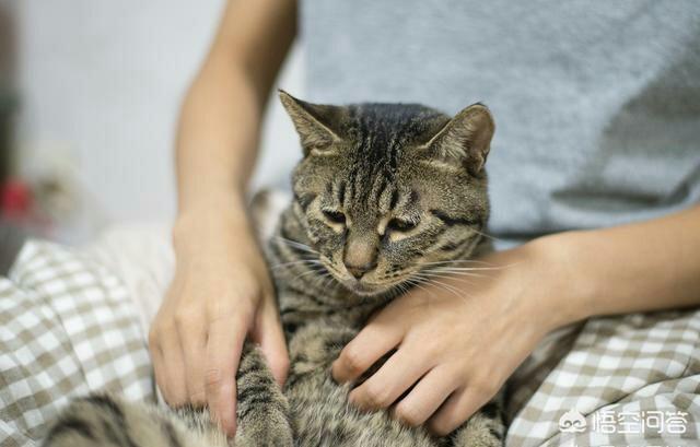 中国狸花猫评判标准:这是虎斑还是狸花猫，谢谢谢？ 狸花猫的标准