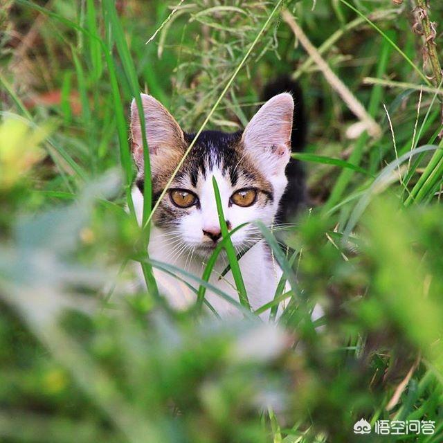 甘肃 猫坚强:你收养的流浪猫，现在怎么样了？