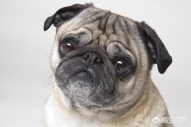 巴哥犬好养吗:饲养巴哥犬，需要知道什么呢？