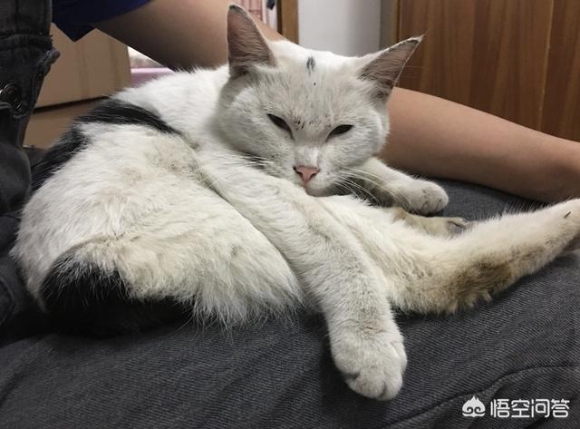 猫身上的吸血虫图片:养猫的朋友们，猫虱你们是怎么解决的？