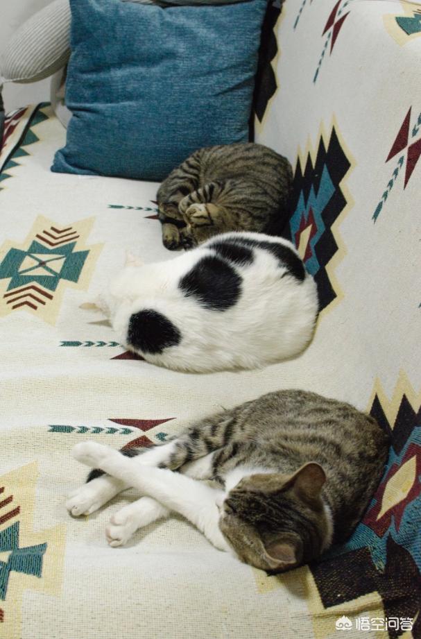 猫身上的吸血虫图片:养猫的朋友们，猫虱你们是怎么解决的？