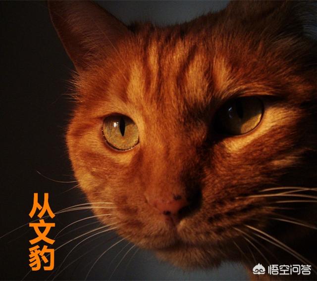 适合吃货的网名:猫咪记住自己的名字，大概需要多久