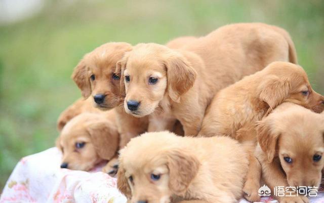 巴仙吉犬智力:狗狗会患那些“心理疾病”？