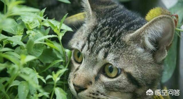 中国狸花猫:10 就是中国狸花猫和三花猫（碎花）的区别？ 中国狸花猫的特点