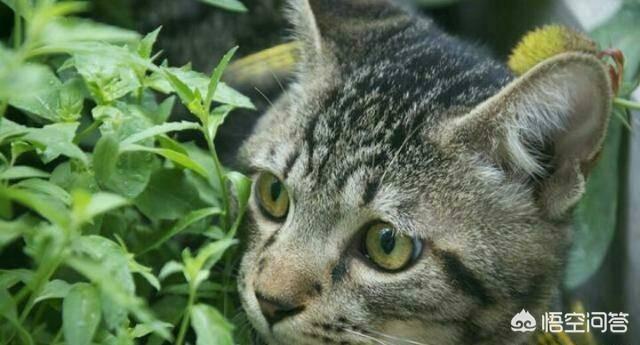 哪种猫打得过狸花猫，哪种家猫打得过我国的狸花猫为什么