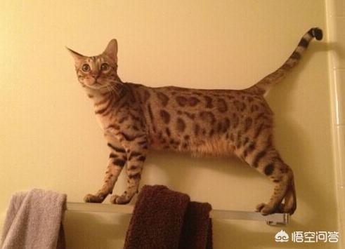 中国狸花猫:10 就是中国狸花猫和三花猫（碎花）的区别？ 中国狸花猫的特点