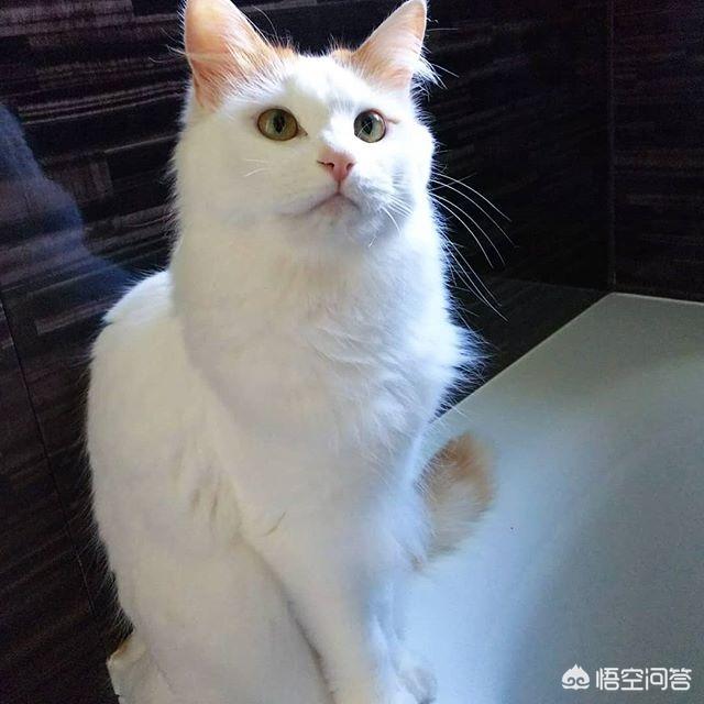 怎么给猫猫吃驱虫药:收留了一只流浪猫，要怎样给它驱虫？有哪些注意事项？