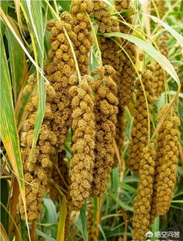 其他网友回答:望柳絮云生百花.在风在水多诗意,收情载韵走天涯.