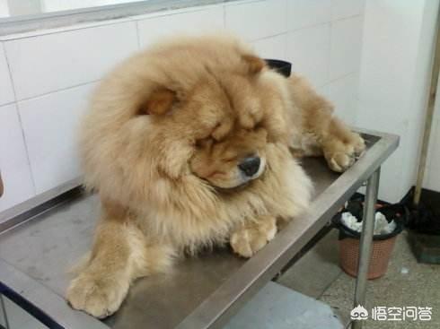 三狗组 下载:狗狗临死前会有哪些征兆？ 狗组词语