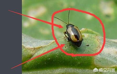 溴敌隆乳母液:蔬菜种植如何防治黄曲条跳甲？